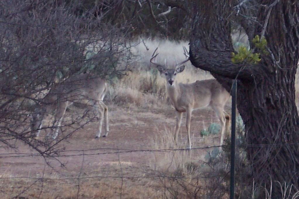 Hunting with iron sights Page 8 Shooters Forum